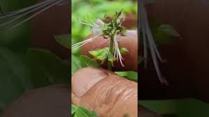 Image result for Ocimum filamentosum