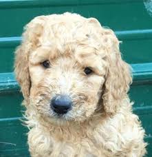 Check spelling or type a new query. Teddy Bear Face F1b Goldendoodle Puppies For Sale In Scipio Indiana Classified Americanlisted Com