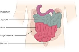 The intestines are a long, continuous tube running from the stomach to the anus. The Small And Large Intestines Anatomy And Physiology Ii