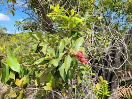Image result for Agarista salicifolia
