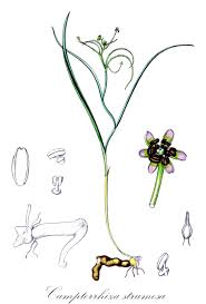 Image result for Camptorrhiza strumosa
