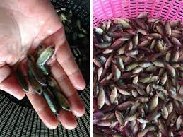 Anda juga bisa membuat makanan ikan guppy sendiri di rumah. Ikan Puyu Dari Aspek Penternakan Umpan