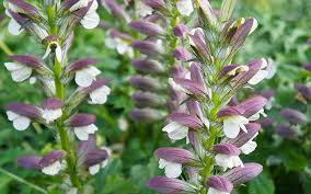 We did not find results for: Border Gardening How To Plant A Herbaceous Perennial Border Types Of Purple Flowers Herbaceous Perennials Purple Flowering Plants