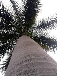 Image result for Roystonea oleracea