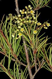 Image result for Searsia longipes