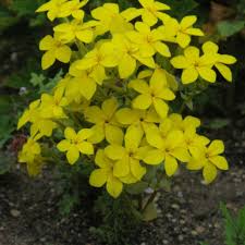 Image result for Sebaea