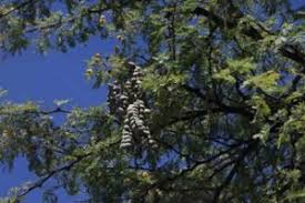 Image result for Globimetula mweroensis