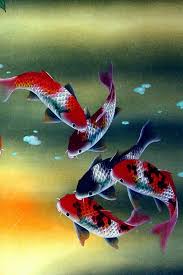 A collection of the top 46 japanese koi fish wallpapers and backgrounds available for download for free. Koi Fish Wallpaper For Iphone Iphone Wallpaper Superman Hd Fish Wallpaper For Mobile 640x960 Download Hd Wallpaper Wallpapertip