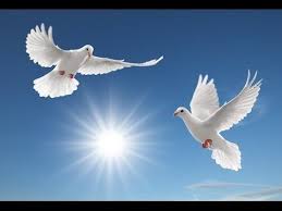 A Song Suggestion For Amira Willighagen O For The Wings Of A Dove Youtube Dove Bird Birds Flying Pigeon Bird