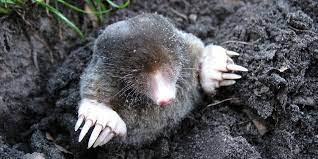 Close the bag tightly and put the bag into an outside garbage container. How To Get Rid Of Moles In The Garden Humanely Predator Guard Predator Deterrents And Repellents