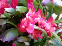 Existen cactus que florecen en invierno, otros que lo hacen en primavera u otoño. Como Hacer Una Flor De Cactus De Navidad Es Haenselblatt Com