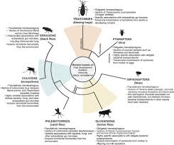 Population genetic structure of agricultural pests can be impacted not only by geographic distance and the broader ecological and physical barriers but also by patterns related to where crops are produced and how they are moved after harvest. Functions And Mechanisms Of Symbionts Of Insect Disease Vectors Sciencedirect