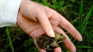 Tree frogs do not require a different treatment than regular frogs. Is Your Garden Invaded By Frogs Here You Have The Best Natural Solutions To Get Rid Of Them Gardentipz Com