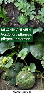 Melone Anbauen Vorziehen Pflanzen Pflegen Und Ernten Gruneliebe In 2020 Melonen Anbauen Pflanzen Melone