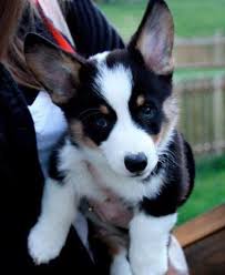 We are a family of 5 that live on the base of the eastern sierra nevada's in if you are in southern california or las vegas nv, az and are looking for a pembroke welsh corgi puppy please contact us. Corgi Puppies Pets And Animals For Sale California