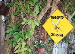 Have A Mosquito Free Summer With These 13 All Natural And Safe Diy Mosquito Repellents Diy Mosquito Repellent Bug Repellent Essential Oil Bug Repellent