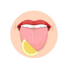 taste buds colored tongue chart stock vector illustration