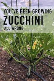 Ideally, peas are planted after a crop of cucumbers, squash or melons, or else leafy greens, spinach or kale. It S Zucchini Season How You Ve Been Growing Them All Wrong Vegetable Garden Design Home Vegetable Garden Zucchini Plants