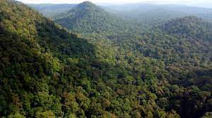 Lagong or bukit lagong is a small town and a forest reserve area in selayang, selangor, malaysia, located between kuang and batu caves. Frim Objects To Proposed Development In Bukit Lagong Forest Reserve