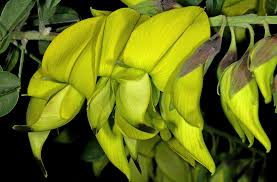 Image result for Crotalaria agatiflora