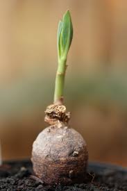 Image result for Euphorbia platycephala