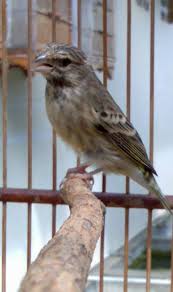 Bila dilihat sekilas kedua jenis lovebird baik yang jantan dan betina memang. Blackthroat Master Kenari Pondok Kenari Bird Farm