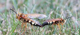 People often ask the question does ultrasonic rodent repellers function? well, the answer is not that straightforward. Cicada Killer Control Cicada Killer Control Cicada Killer Control Cicadda Killer Control Cicadda Killer Control Cicadda Killer Control Cicada Killer Control Cicada Killers Cicada Killers Cicada Killers