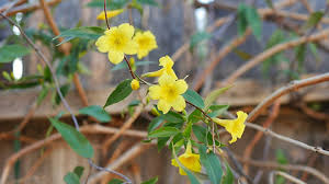 Image result for Gelsemium