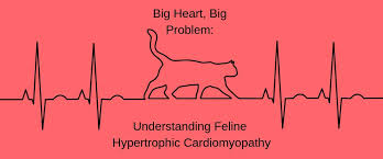 What is a dangerous heart rate? Big Heart Big Problem Understanding Feline Hypertrophic Cardiomyopathy