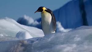 The elite penguin force (abbreviated as the epf ) is a secret organization dedicated to protecting club penguin rewritten and keeping its inhabitants safe and happy. Do Penguins Fall Over Watching Airplanes Snopes Com