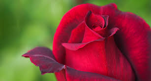 Secret to rose scent surprises scientists | Science News for Students