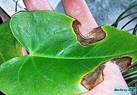 アンスリウムの葉の斑点 黒 黄色 その他の斑点が植物に現れた場合の対処方法 そのような花の病気は写真でどのように見えますか ホーム植物