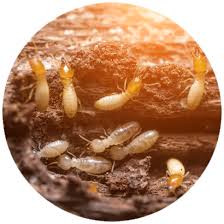 Pest control services for alexandria & monroe, la. Bayou Mosquito Pest Management Llc Alexandria Monroe La Pest Rodent Termite Control