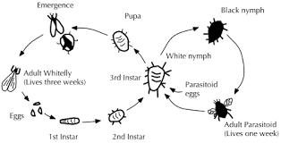 The impacts of pests to below acceptable thresholds. Biological Pest Control Wikipedia