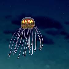 Image result for Jellyfish
