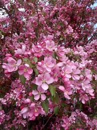 Find purple spire columnar crabapple (malus 'jefspire') in edmonton spruce grove stony plain st albert devon alberta ab at cannor nurseries (roseybloom, crabapple). Thunderchild Flowering Crab For Sale Treetime Ca