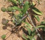 Image result for Maerua juncea