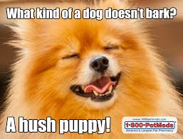 What Kind Of A Dog Doesn T Bark Petmeds Pet Health Blog