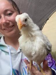 Hen or Roo? I've posted before and heard both. I think hen. Breed guesses? 