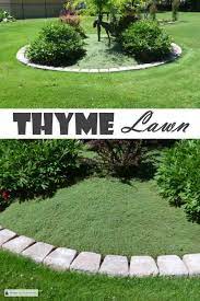 Thyme Lawn Low Maintenance Tough Turf Alternative Lawn Alternatives Grass Alternative Front Yard Landscaping