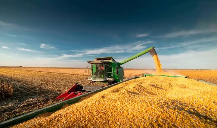 Este país de América Latina logra la mayor cosecha de maíz de su historia, con más de 70 millones de toneladas: una peligrosa plaga amenaza su récord | Mundo | La República
