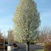 Boething treeland farms grows over 1,000 varieties of trees, shrubs, perennials and specialty plants on 10 california nurseries to serve the wholesale landscape and nursery industries throughout the western united states and beyond. 1