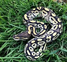 Albino Black Axanthic Ball Python Mojave 100 Het Vpi Axanthic 50 Ph Albino Ball Python Snake Breeds Reptiles Pet