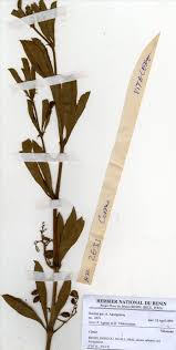 Image result for Cyphostemma crotalarioides