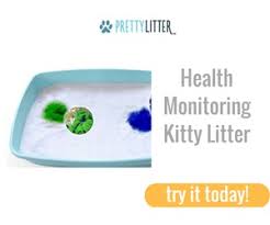 pretty litter cat litter review cat litter help