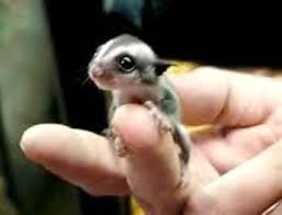 Sugar Glider Salaam Alaykum