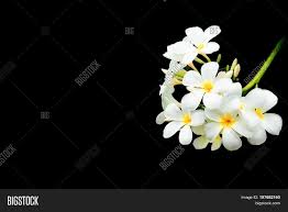 This is the frangipani we know best. Plumeria Flower White Image Photo Free Trial Bigstock
