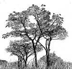 Image result for Isoberlinia tomentosa