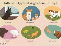 How To Stop Aggressive Behavior In Dogs