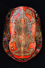 Check spelling or type a new query. Painted Turtle Plastron Stock Image Image Of Chrysemys 37470381